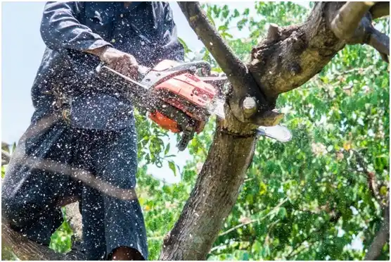 tree services Strawn